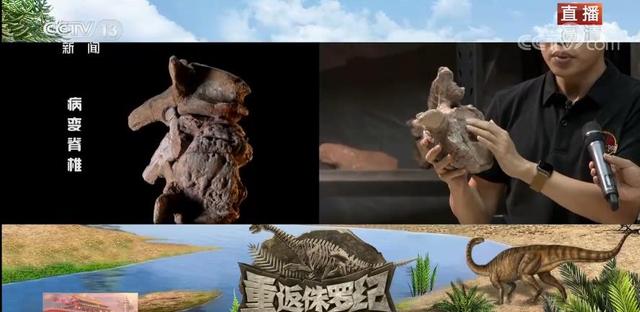 恐龙的祖先是什么？“化身为石”分几步？死后为何头朝东方？......穿越亿万年，一起探索远古的奥秘-16.jpg