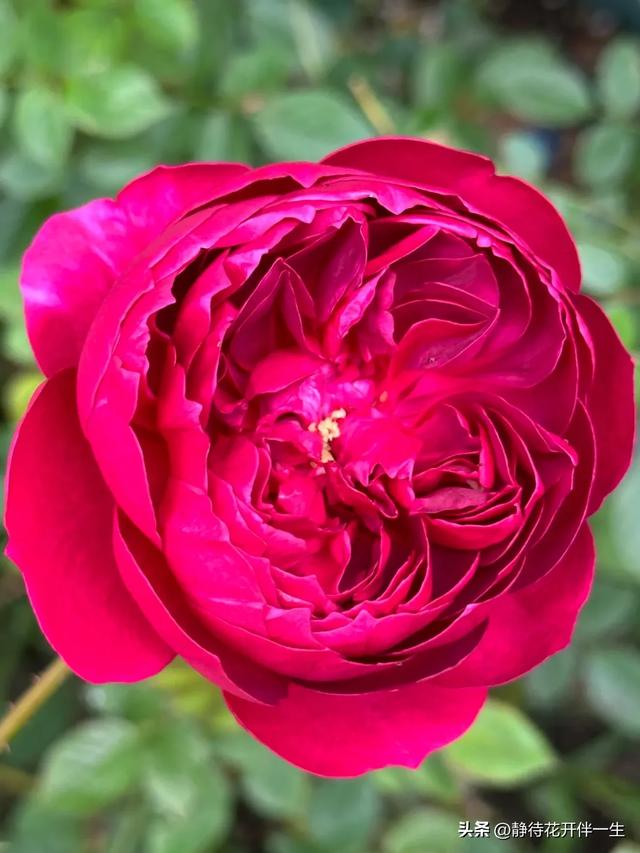 分享图片——如花似玉，粉妆玉琢的月季花，请欣赏！星纪元ET-2.jpg